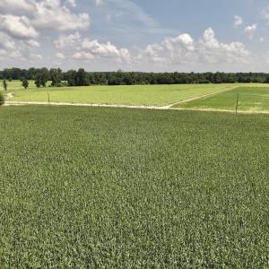 Photo #24 of 01 Vandiford Thomas Road, Snow Hill, NC 10.9 acres