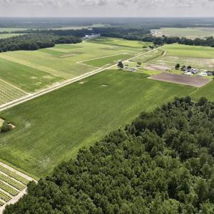 Photo #9 of 01 Vandiford Thomas Road, Snow Hill, NC 10.9 acres