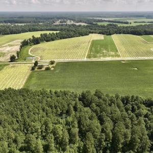 Photo #10 of 01 Vandiford Thomas Road, Snow Hill, NC 10.9 acres
