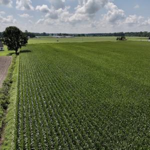 Photo #14 of 02 Vandiford Thomas Road, Snow Hill, NC 10.9 acres