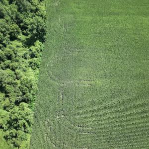 Photo #13 of 03 Albritton Road , Snow Hill, NC 11.4 acres