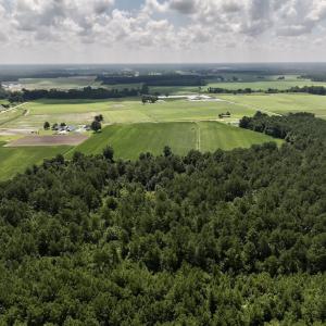 Photo #18 of 03 Albritton Road , Snow Hill, NC 11.4 acres