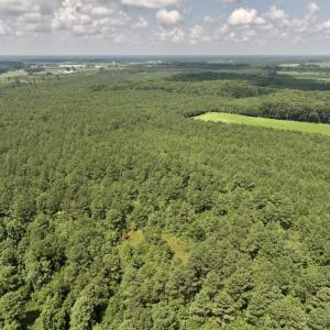 Photo #5 of 03 Albritton Road , Snow Hill, NC 11.4 acres