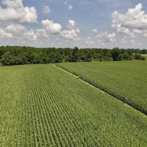 Photo #14 of 04 Albritton Road, Snow Hill, NC 10.9 acres