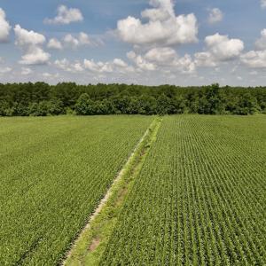 Photo #15 of 04 Albritton Road, Snow Hill, NC 10.9 acres