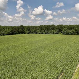 Photo #17 of 04 Albritton Road, Snow Hill, NC 10.9 acres