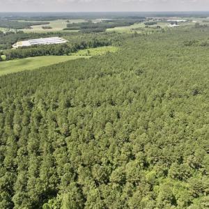 Photo #4 of 04 Albritton Road, Snow Hill, NC 10.9 acres