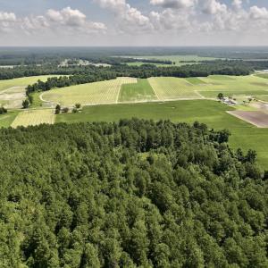 Photo #8 of 04 Albritton Road, Snow Hill, NC 10.9 acres