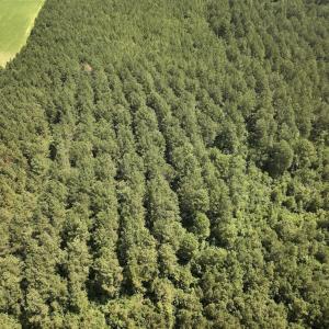 Photo #23 of 04 Albritton Road, Snow Hill, NC 10.9 acres