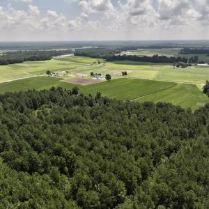 Photo #12 of 05 Albritton Road, Snow Hill, NC 16.6 acres