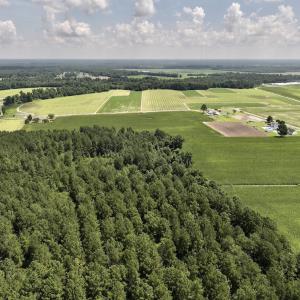 Photo #14 of 05 Albritton Road, Snow Hill, NC 16.6 acres