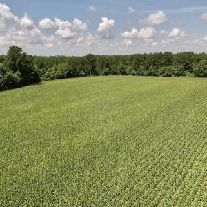 Photo #19 of 05 Albritton Road, Snow Hill, NC 16.6 acres