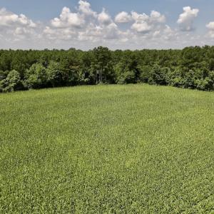 Photo #20 of 05 Albritton Road, Snow Hill, NC 16.6 acres