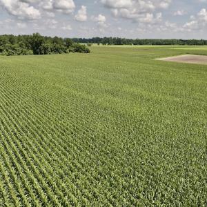 Photo #26 of 05 Albritton Road, Snow Hill, NC 16.6 acres