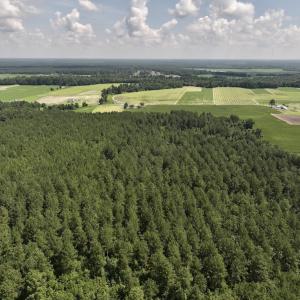Photo #7 of 05 Albritton Road, Snow Hill, NC 16.6 acres