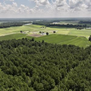 Photo #14 of 05 Albritton Road, Snow Hill, NC 16.6 acres