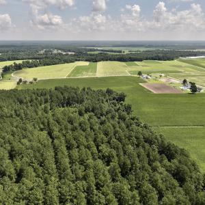 Photo #16 of 05 Albritton Road, Snow Hill, NC 16.6 acres