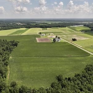 Photo #17 of 05 Albritton Road, Snow Hill, NC 16.6 acres