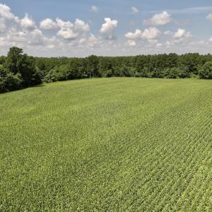 Photo #21 of 05 Albritton Road, Snow Hill, NC 16.6 acres