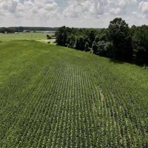 Photo #24 of 05 Albritton Road, Snow Hill, NC 16.6 acres