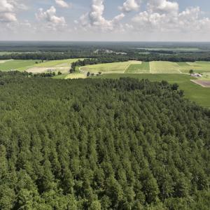 Photo #7 of 05 Albritton Road, Snow Hill, NC 16.6 acres