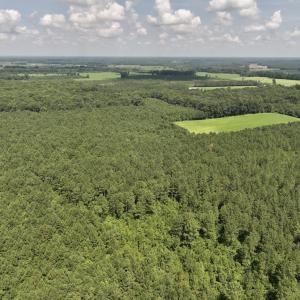Photo #8 of 05 Albritton Road, Snow Hill, NC 16.6 acres