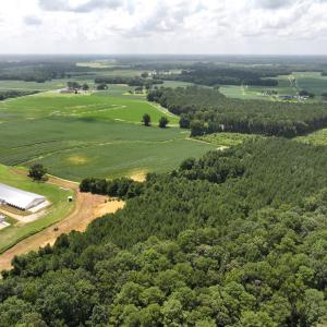 Photo #13 of Off Old Mill Road, stantonsburg, NC 51.5 acres