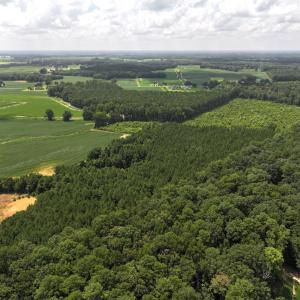 Photo #14 of Off Old Mill Road, stantonsburg, NC 51.5 acres