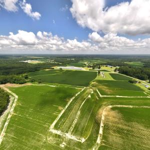 Photo #25 of Off Old Mill Road, stantonsburg, NC 51.5 acres