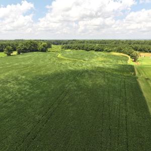 Photo #29 of Off Old Mill Road, stantonsburg, NC 51.5 acres