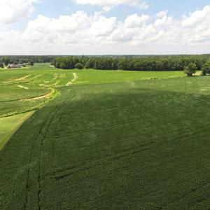 Photo #31 of Off Old Mill Road, stantonsburg, NC 51.5 acres