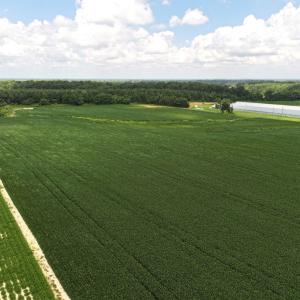 Photo #35 of Off Old Mill Road, stantonsburg, NC 51.5 acres