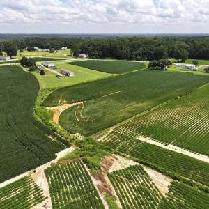 Photo #37 of Off Old Mill Road, stantonsburg, NC 51.5 acres