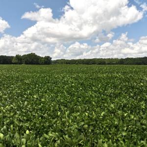 Photo #39 of Off Old Mill Road, stantonsburg, NC 51.5 acres