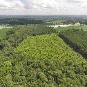 Photo #6 of Off Old Mill Road, stantonsburg, NC 51.5 acres