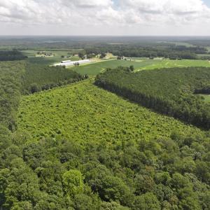 Photo #7 of Off Old Mill Road, stantonsburg, NC 51.5 acres
