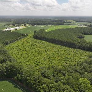 Photo #8 of Off Old Mill Road, stantonsburg, NC 51.5 acres