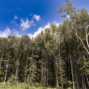 Photo #22 of Off Courthouse Road, Waverly, VA 50.0 acres