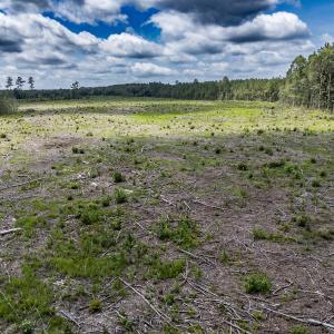 Photo #28 of Off Courthouse Road, Waverly, VA 50.0 acres