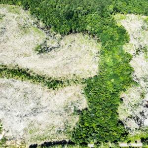 Photo #30 of Off Courthouse Road, Waverly, VA 50.0 acres