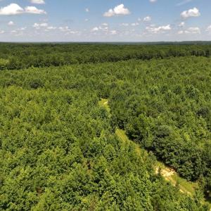 Photo #27 of Off  Johnson Farm Road, Kenly, NC 130.1 acres
