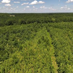 Photo #28 of Off  Johnson Farm Road, Kenly, NC 130.1 acres