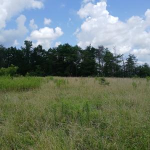 Photo #8 of 6175 NC Hwy 86S, Yanceyville, NC 4.2 acres