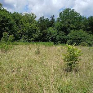 Photo #9 of 6175 NC Hwy 86S, Yanceyville, NC 4.2 acres