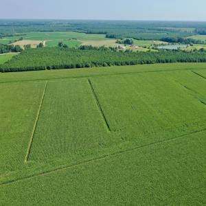 Photo #20 of Off Savage Rd, Corapeak, NC 151.0 acres