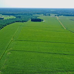 Photo #24 of Off Savage Rd, Corapeak, NC 151.0 acres