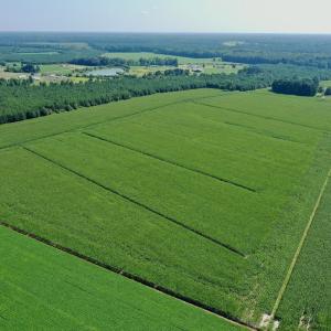 Photo #27 of Off Savage Rd, Corapeak, NC 151.0 acres
