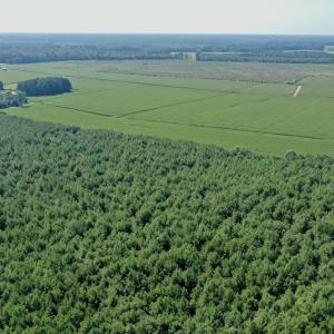 Photo #30 of Off Savage Rd, Corapeak, NC 151.0 acres