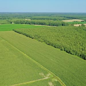 Photo #35 of Off Savage Rd, Corapeak, NC 151.0 acres