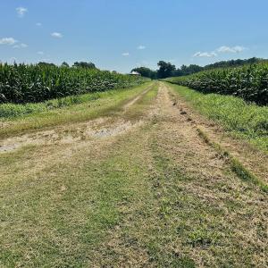 Photo #4 of Off Savage Rd, Corapeak, NC 151.0 acres